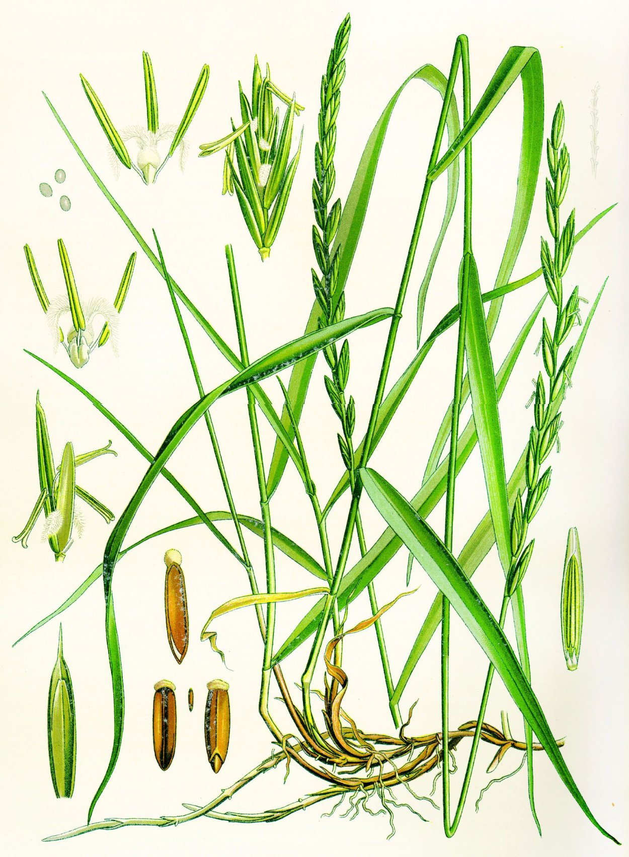 Пырей сорняк