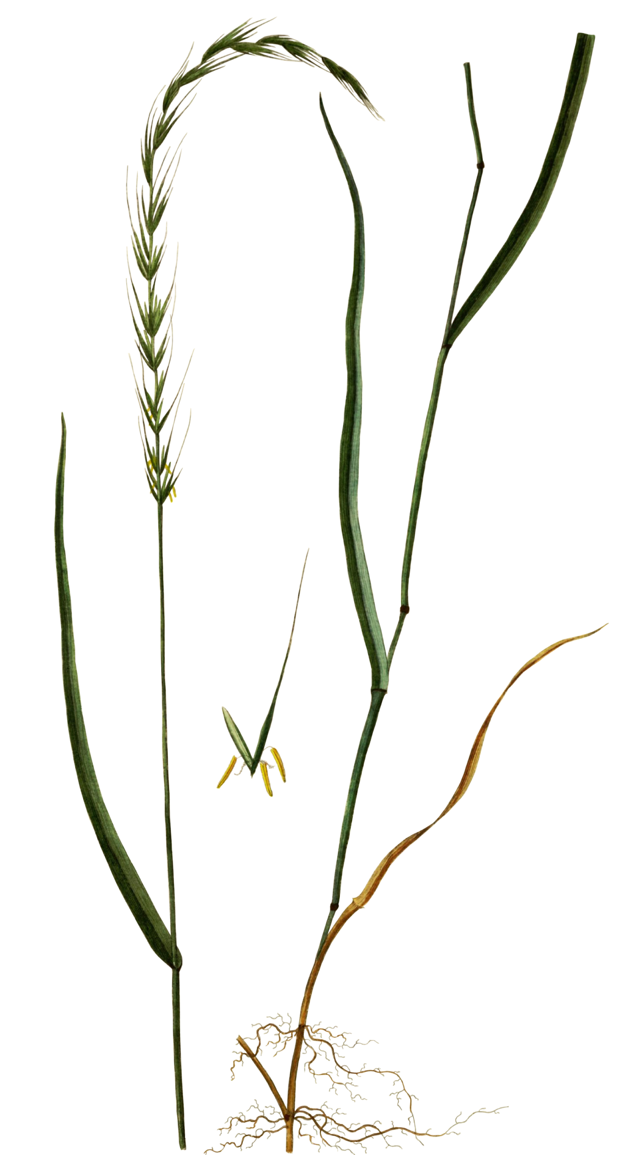 Огородный сорняк пырей