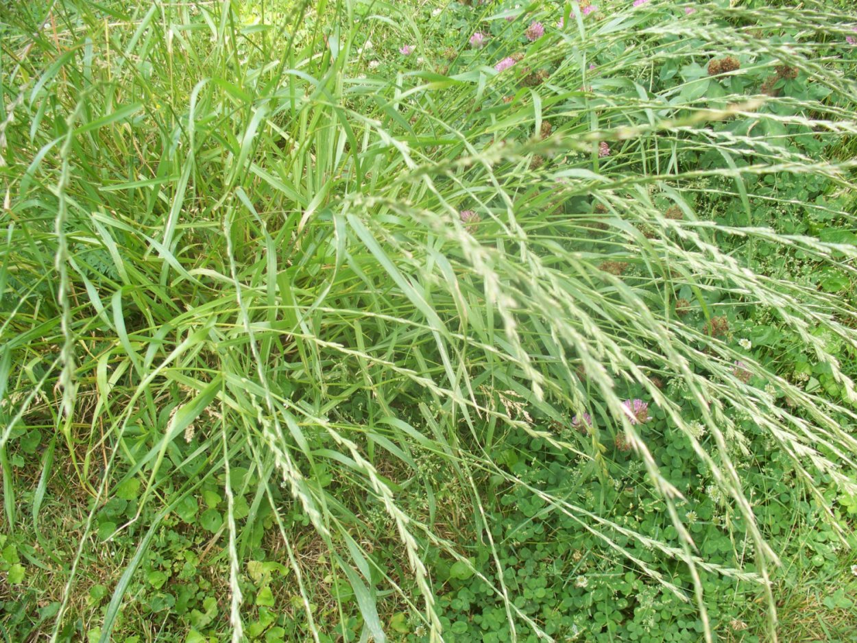 Пырей ползучий (Elymus repens)