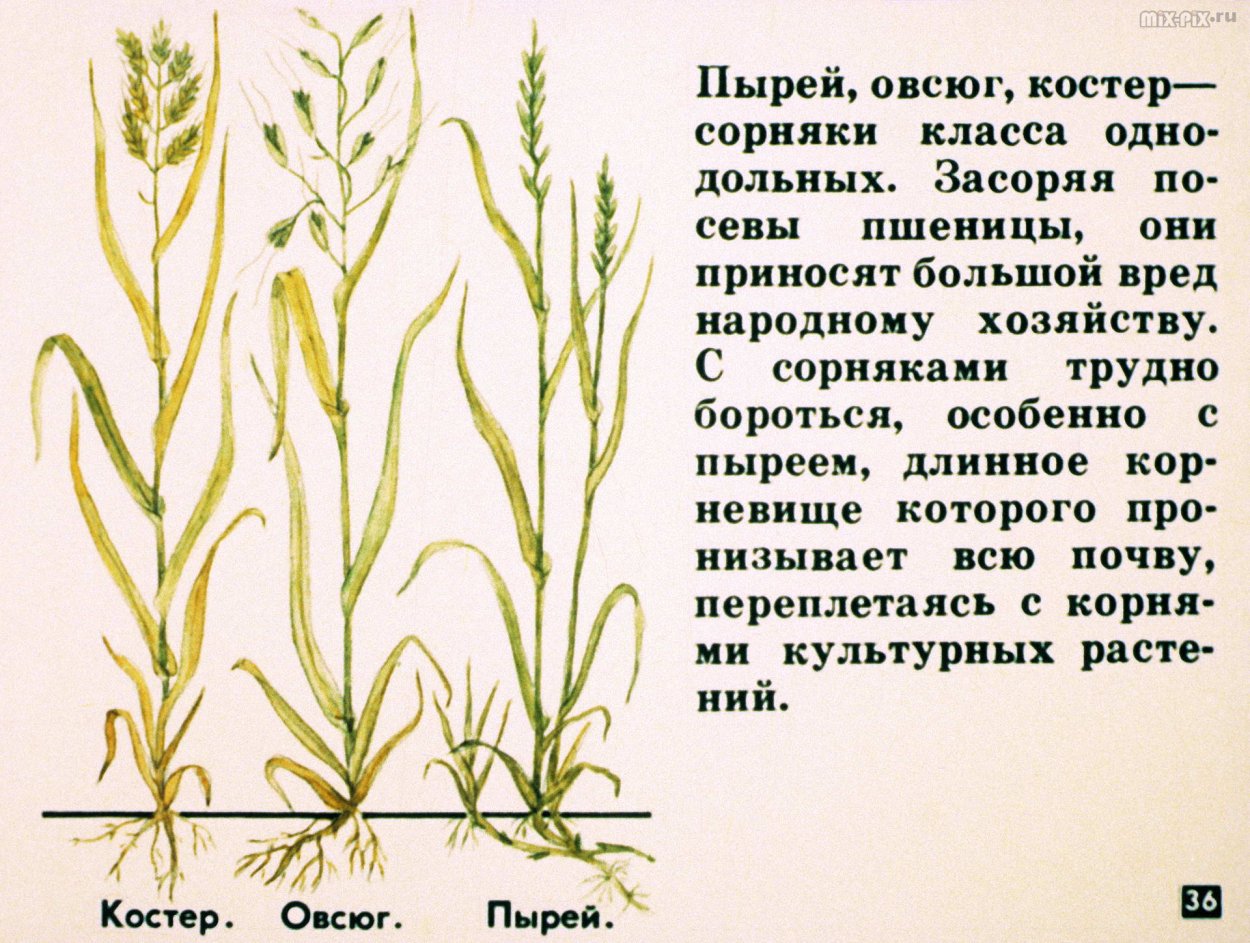 Бухарник шерстистый