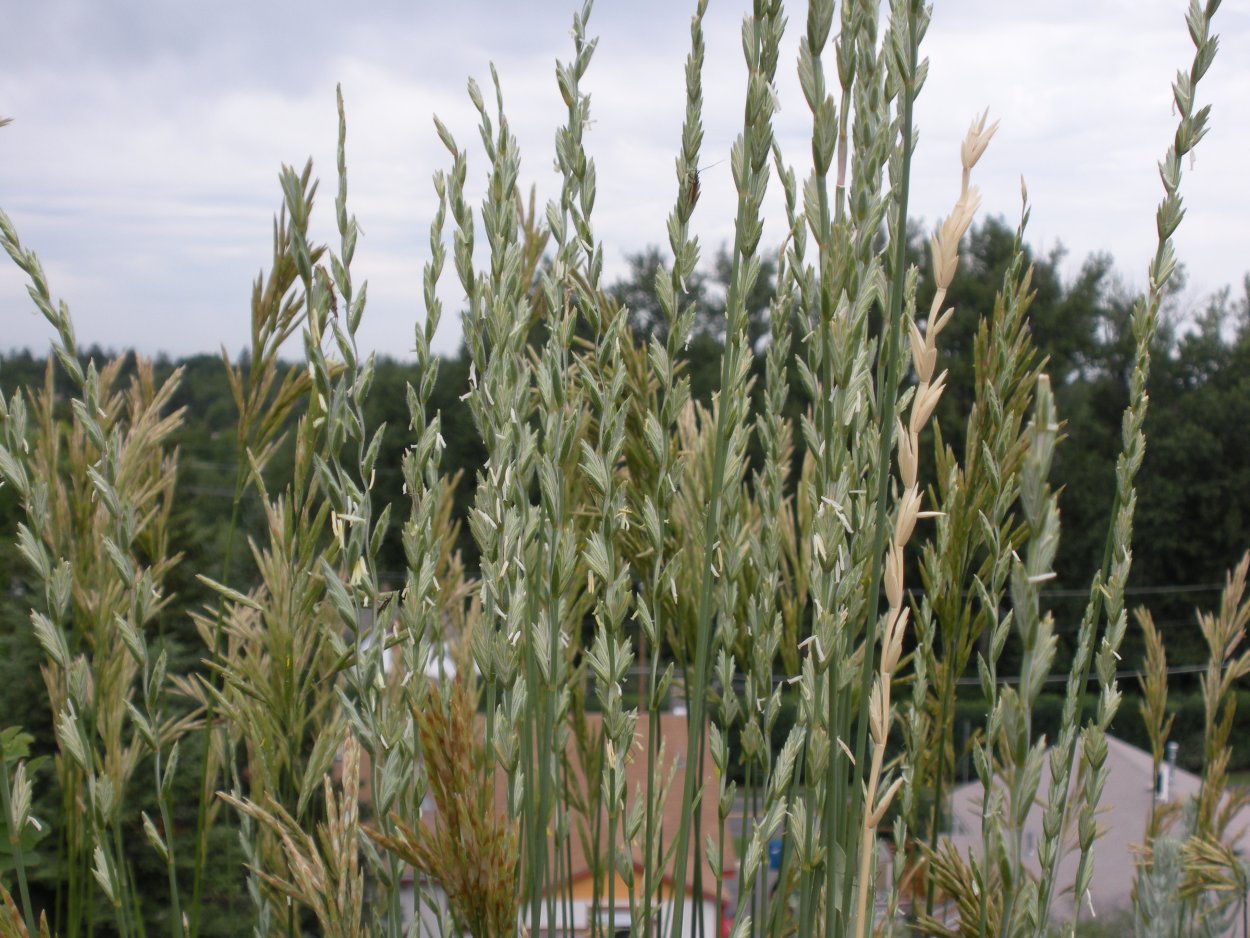 Пырей ползучий (Elytrigia repens)