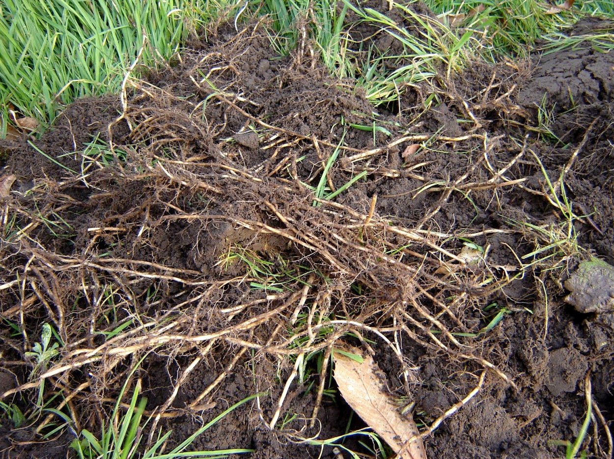 Пырей инееватый