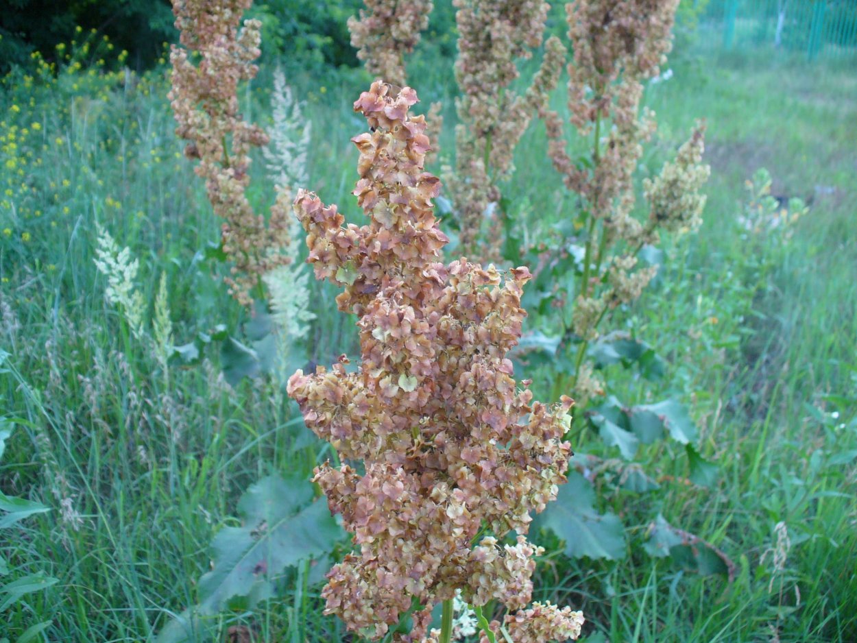 Щавель конский