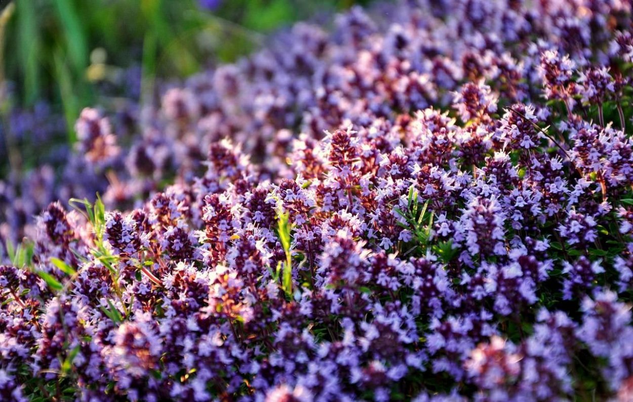 Тимьян ползучий (Thymus serpyllum)