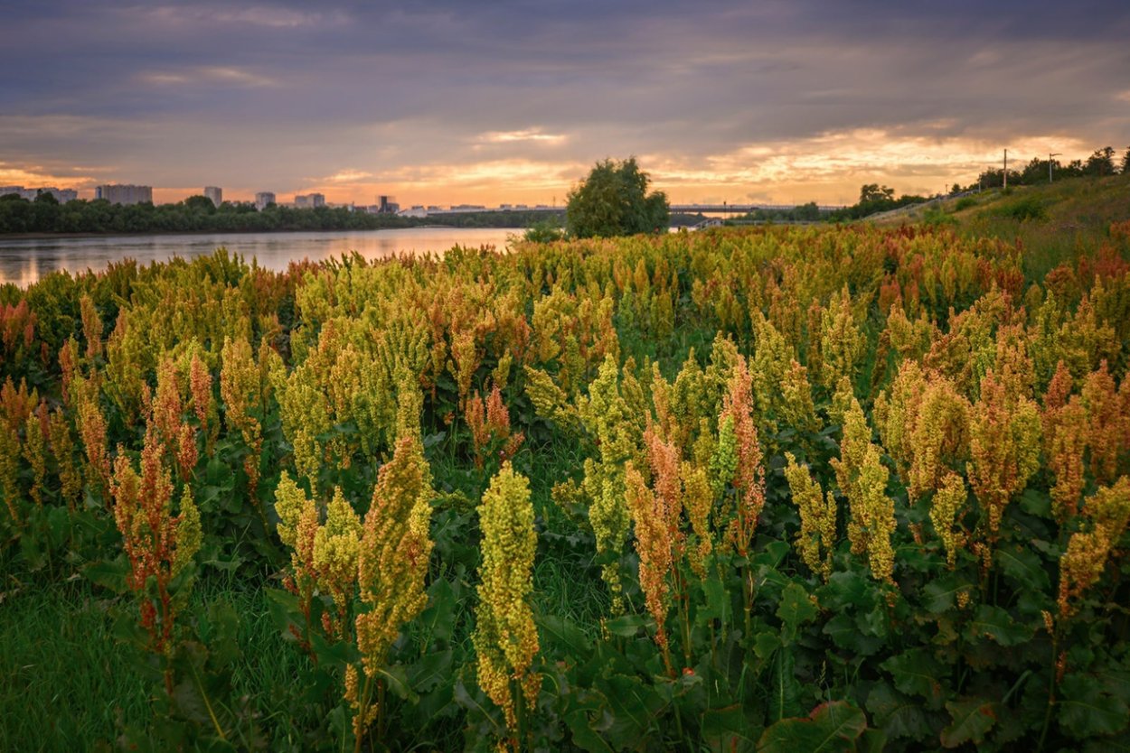 Дикий щавель конский