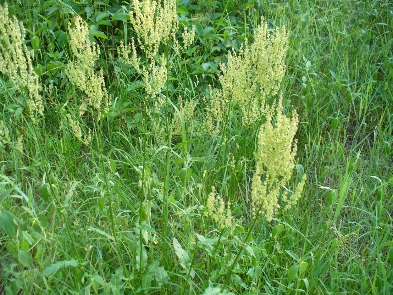 Щавель Луговой