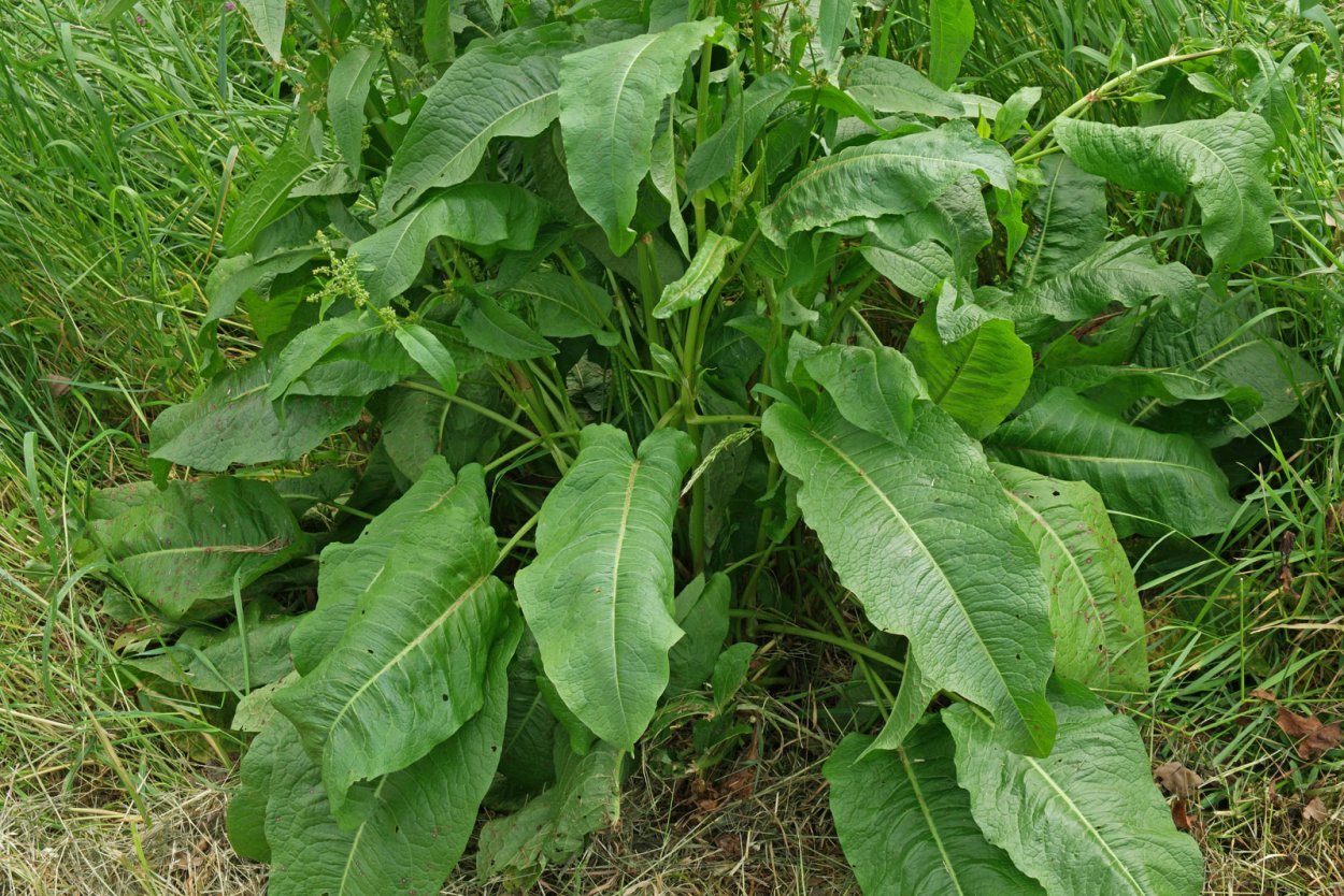 Rumex obtusifolius