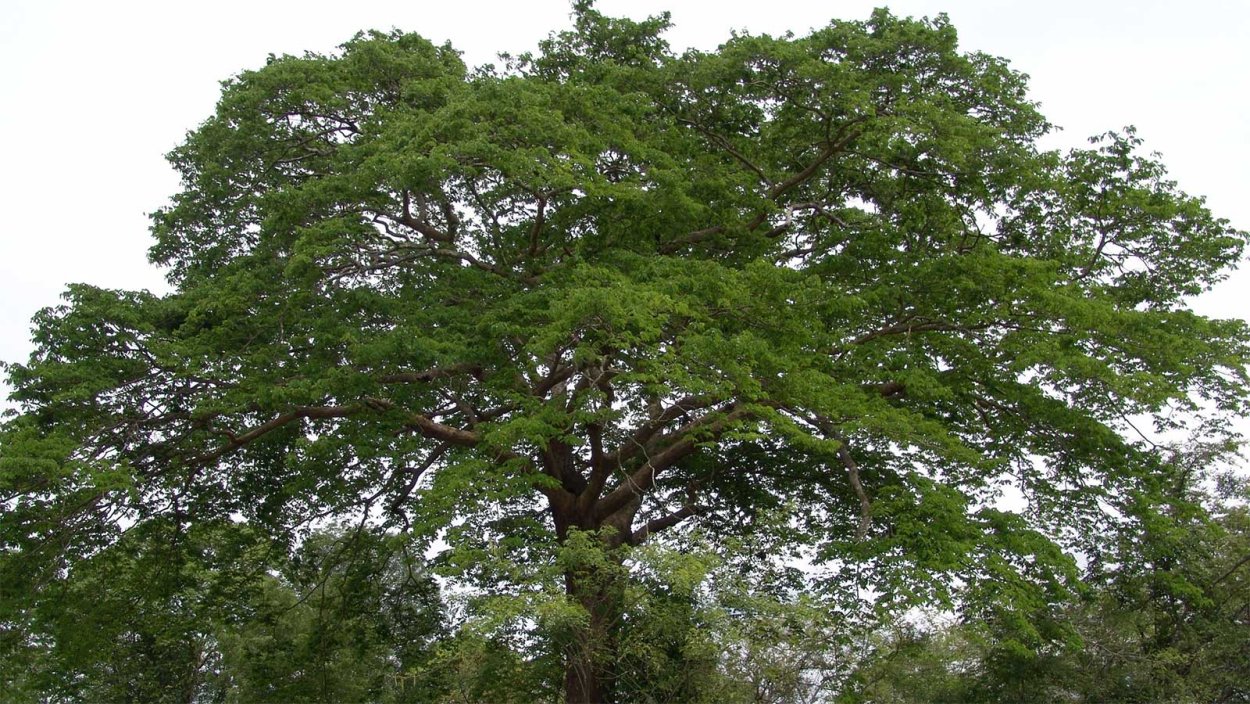 ИГГ дерево фото