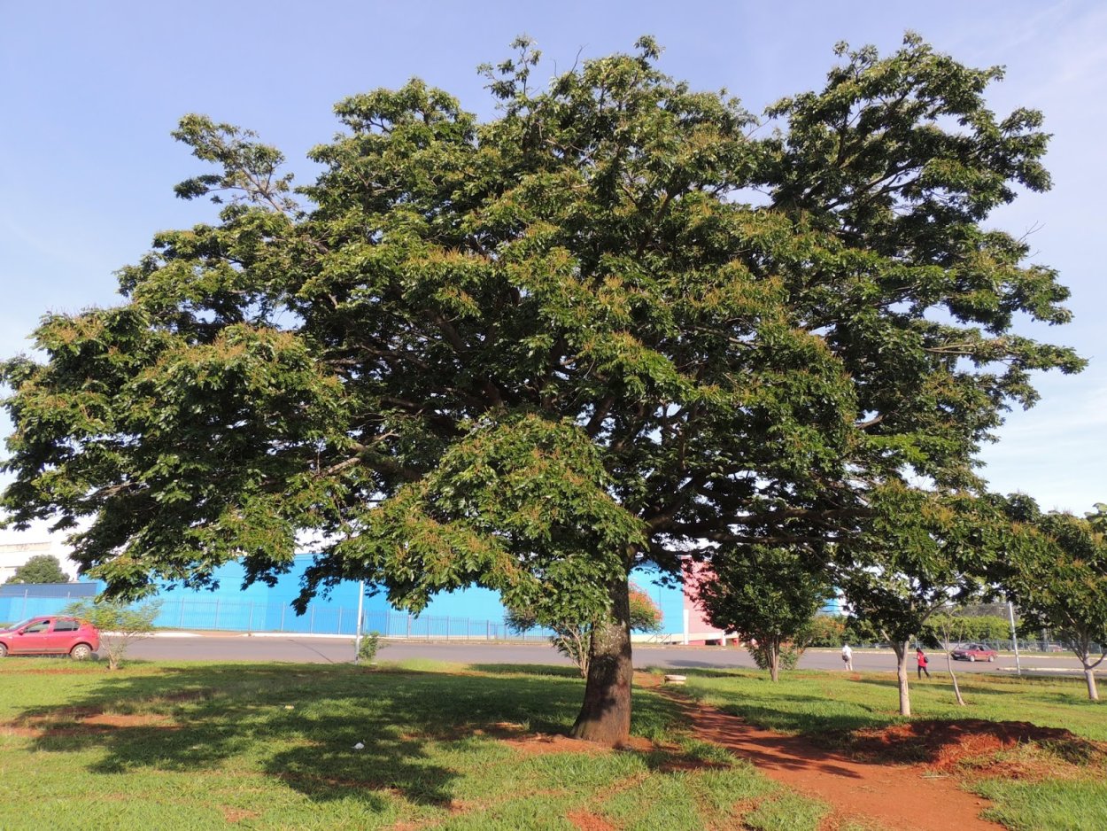 Copaifera langsdorffii