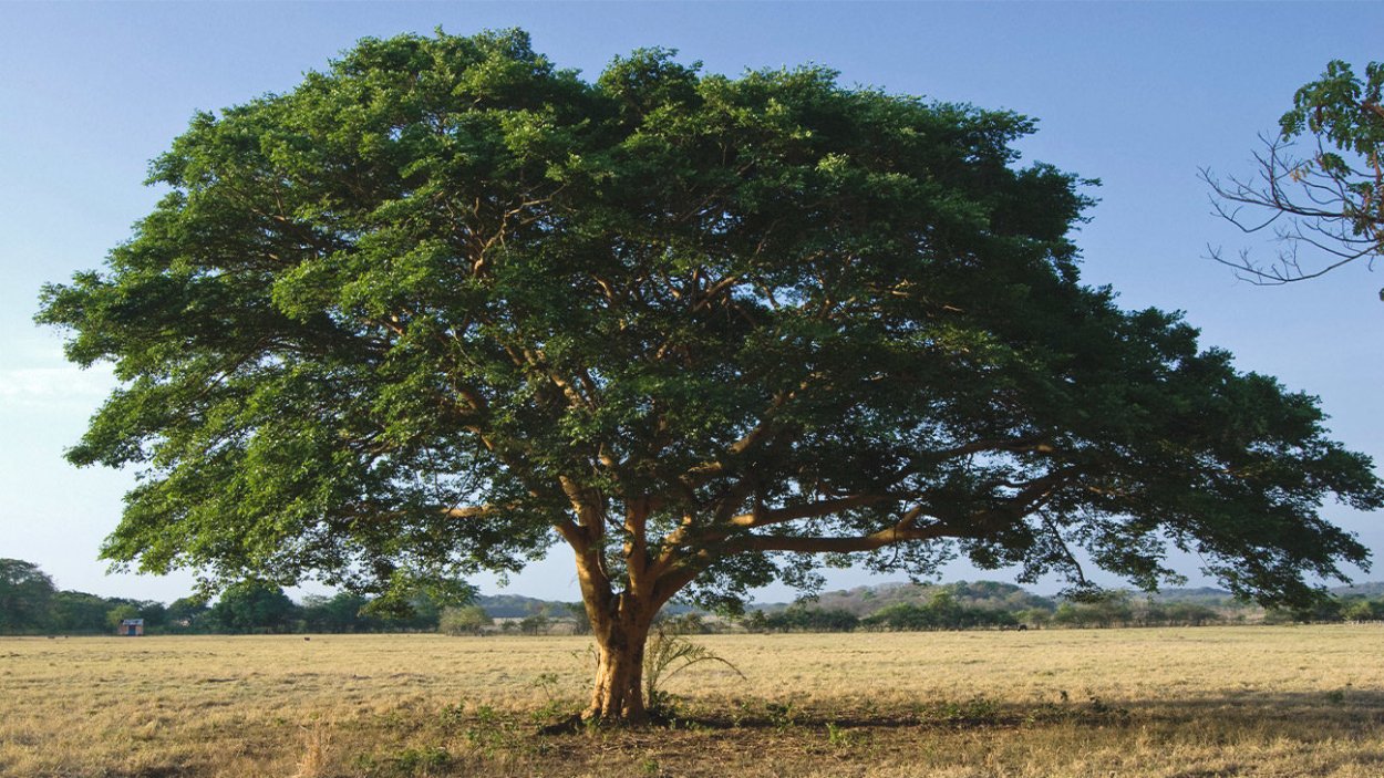Копайба дерево