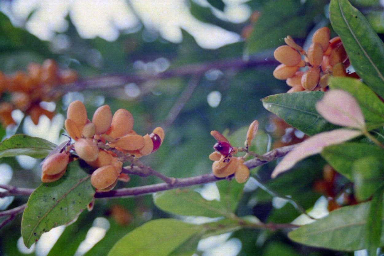 Драконовое дерево Сокотра