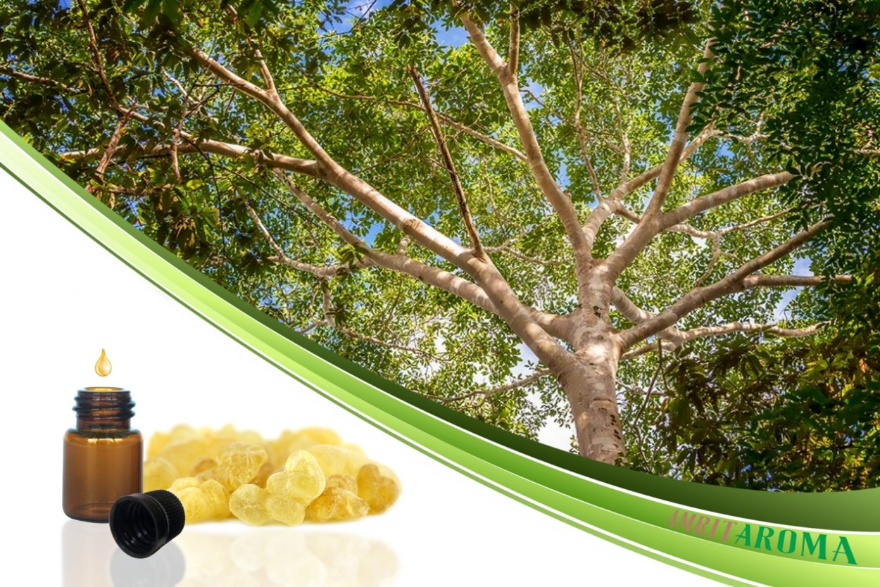 Дерево без листьев