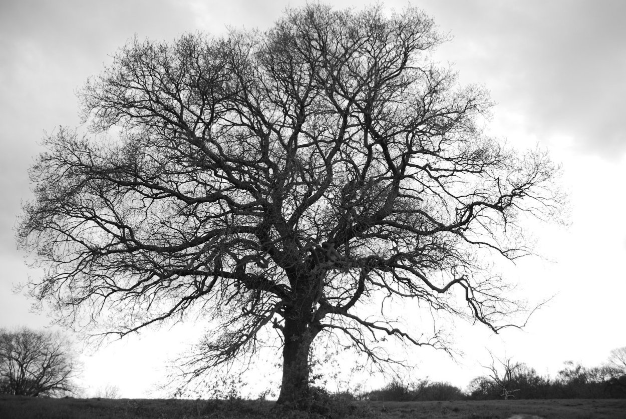 Раскидистая крона дуб