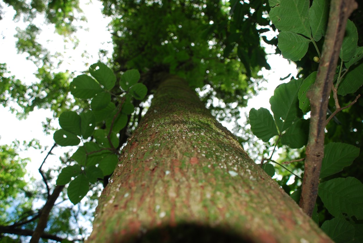 Дерево кебрачо в Южной Америке