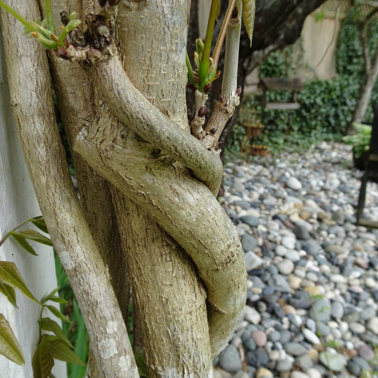 Копайба дерево