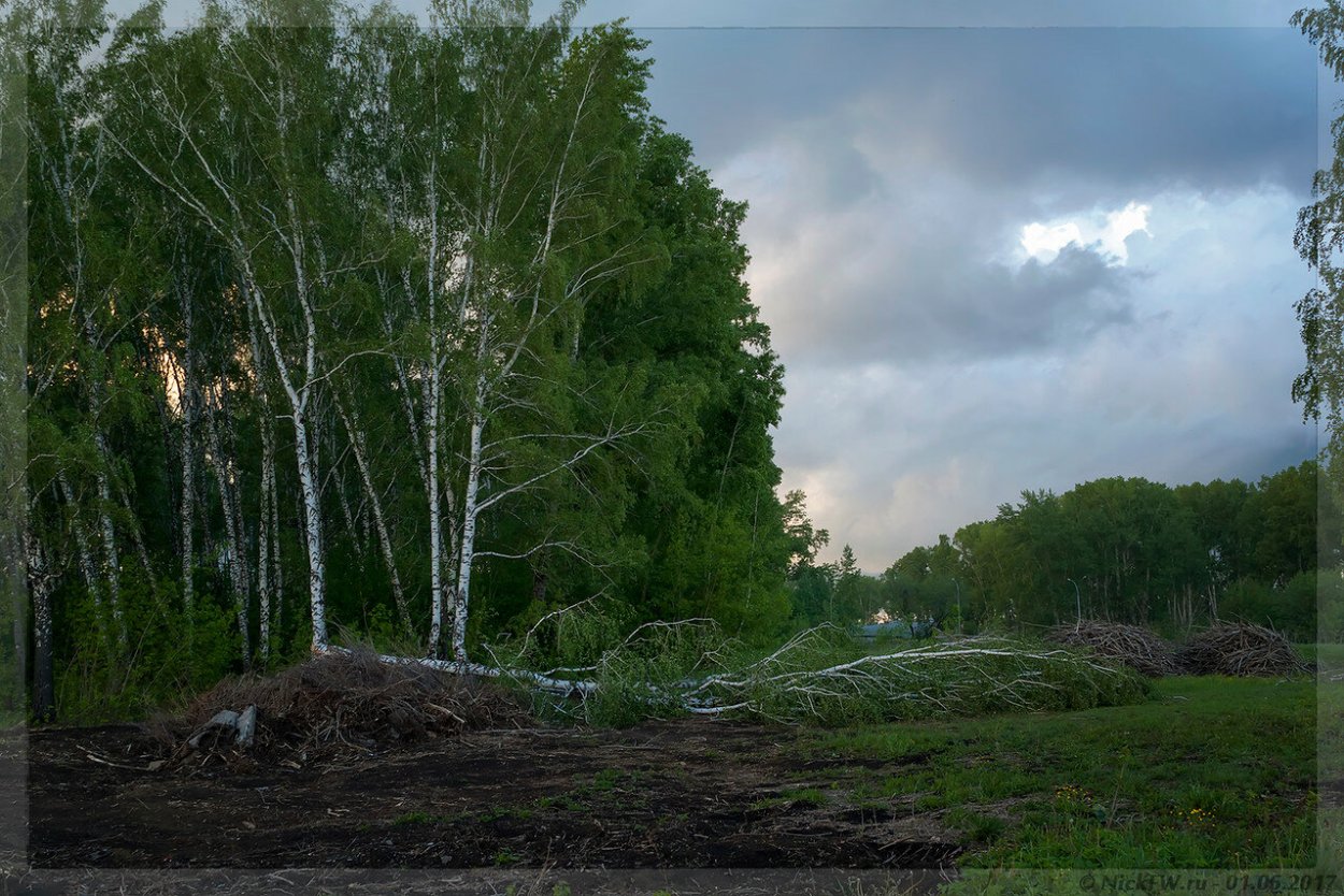 Береза упала на дом