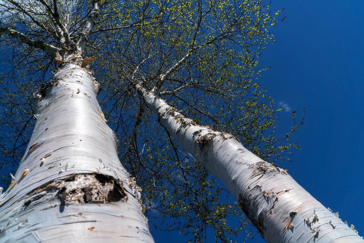 Ствол старой березы