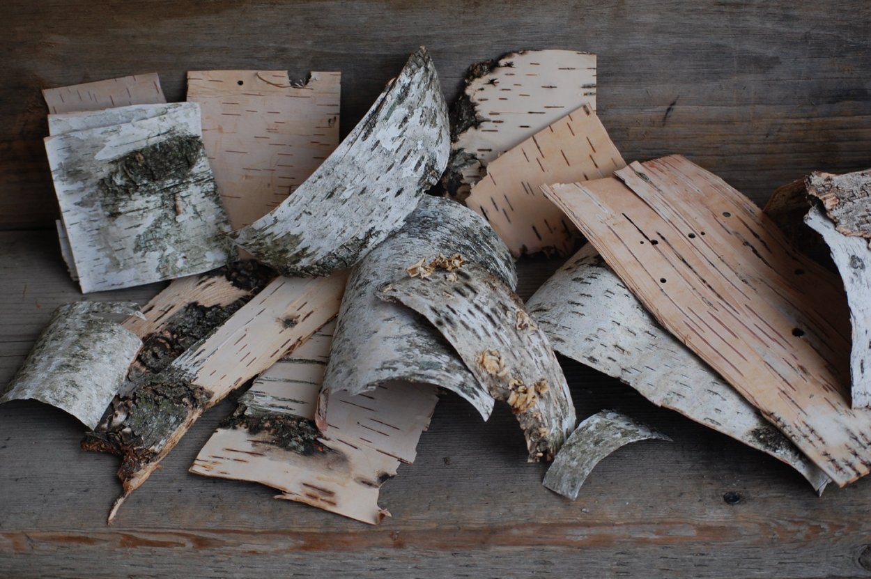 Дьяковский лес деревья береза Ива