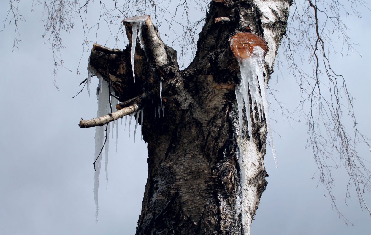 Срубленная береза