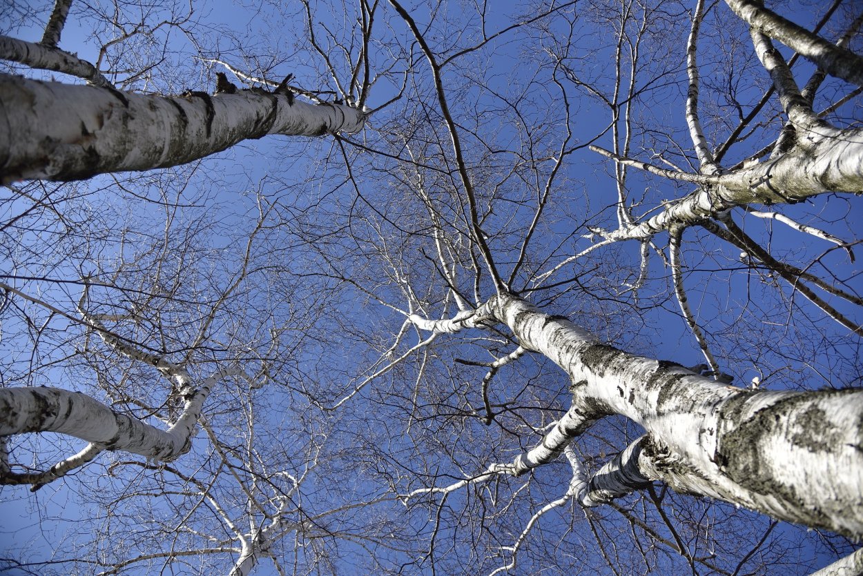 Столетняя береза