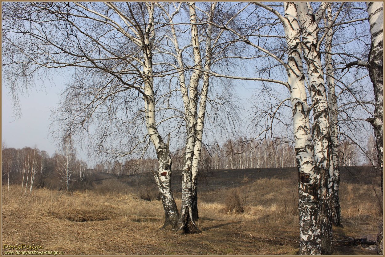 Береза сломанная лежит