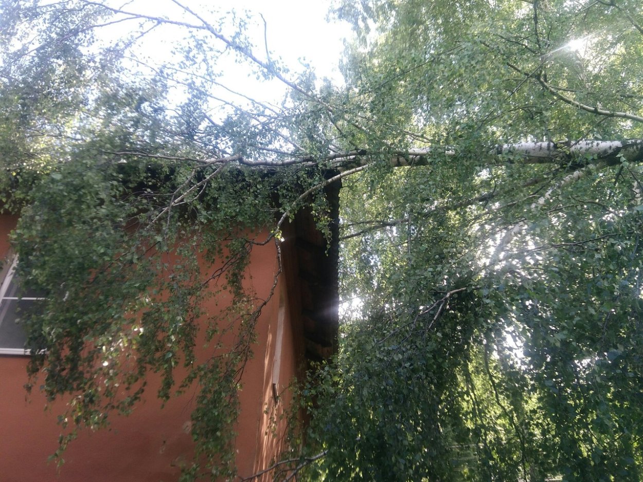 Береза дерево