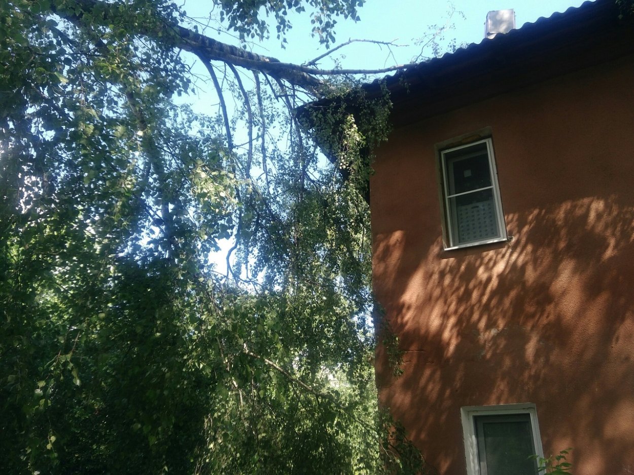 Деревья похожие на людей