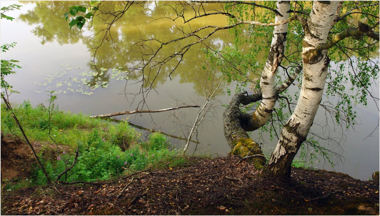 Ствол березы красками