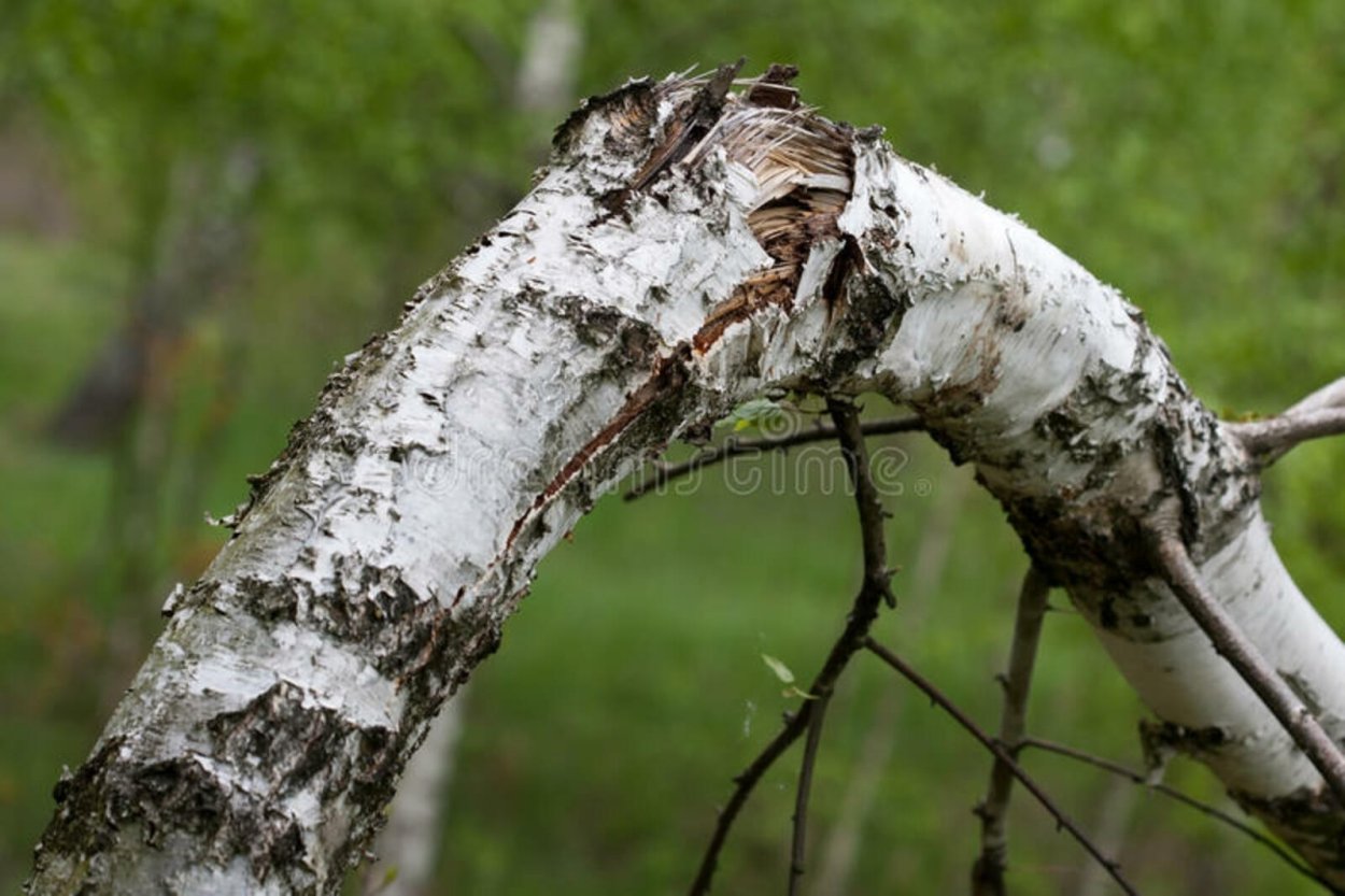 Сломанная береза