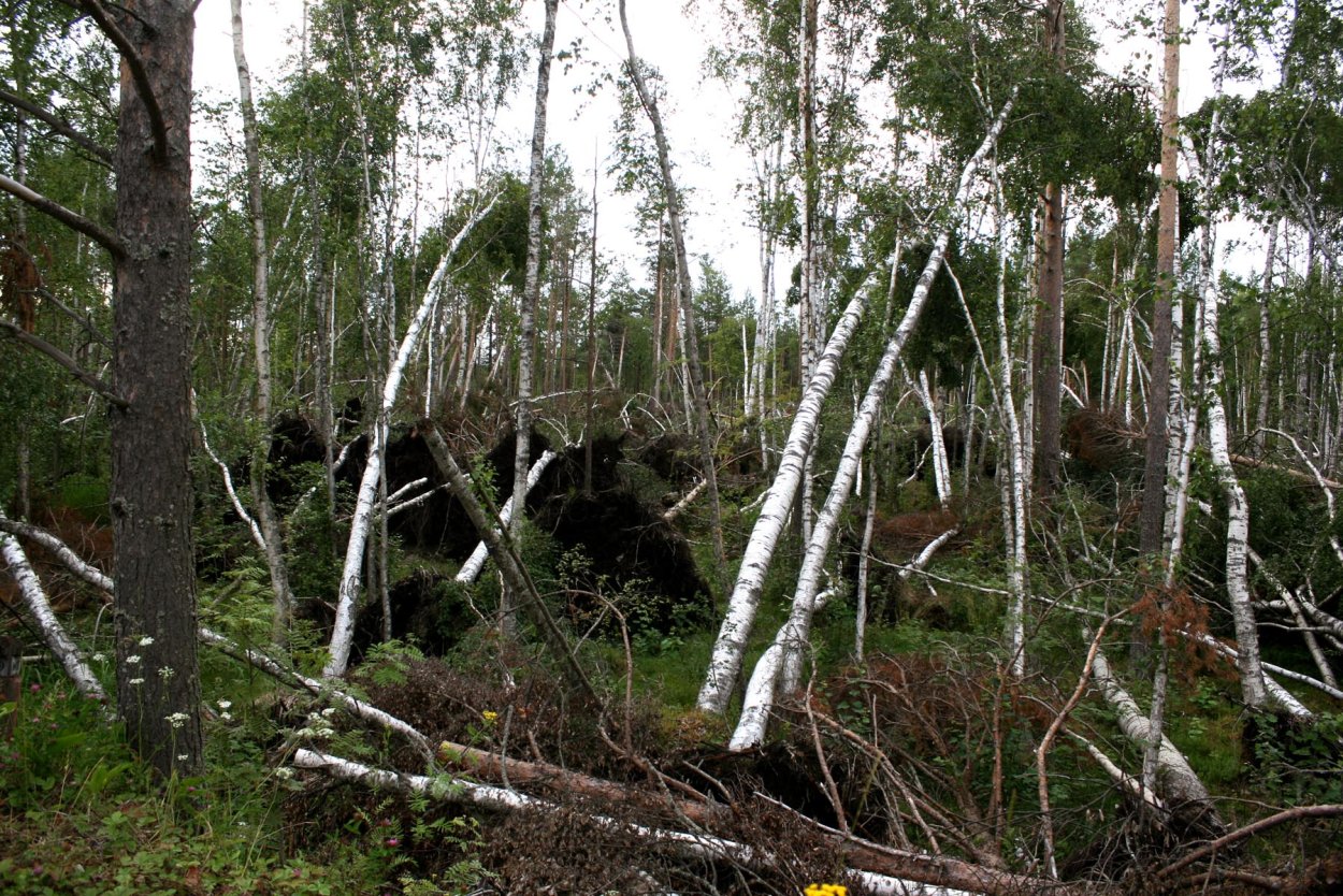 Ствол березы