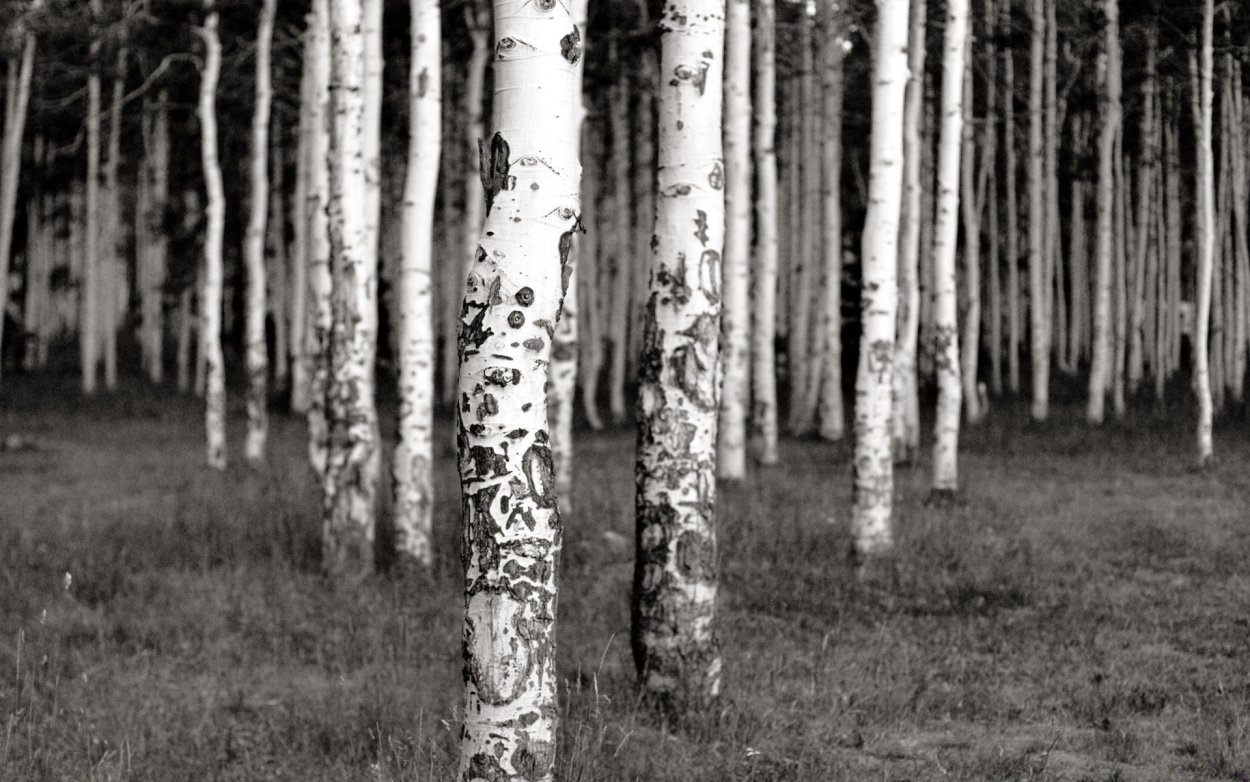 Березка на столбе