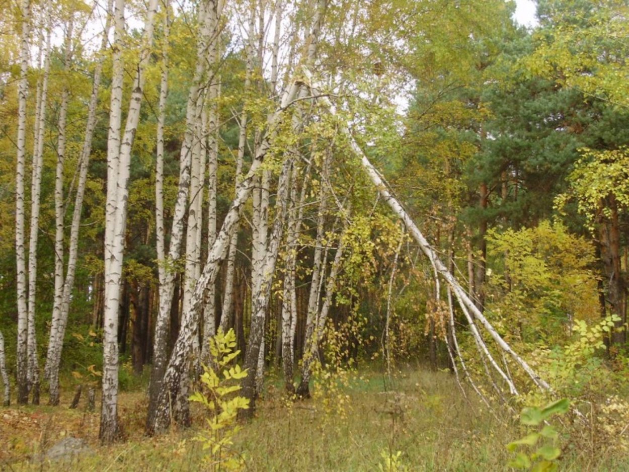 Поломанная береза