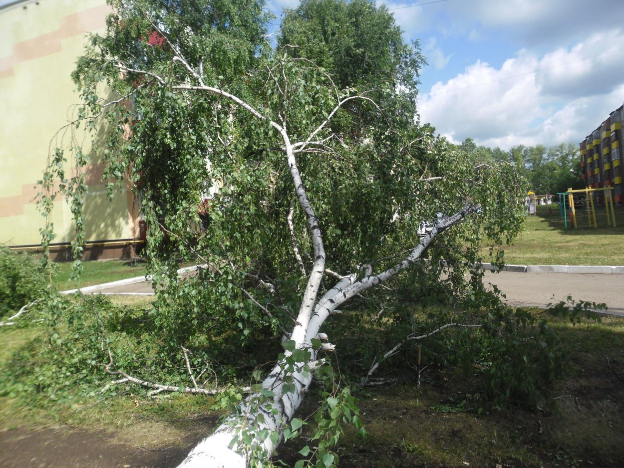 Сломанная береза