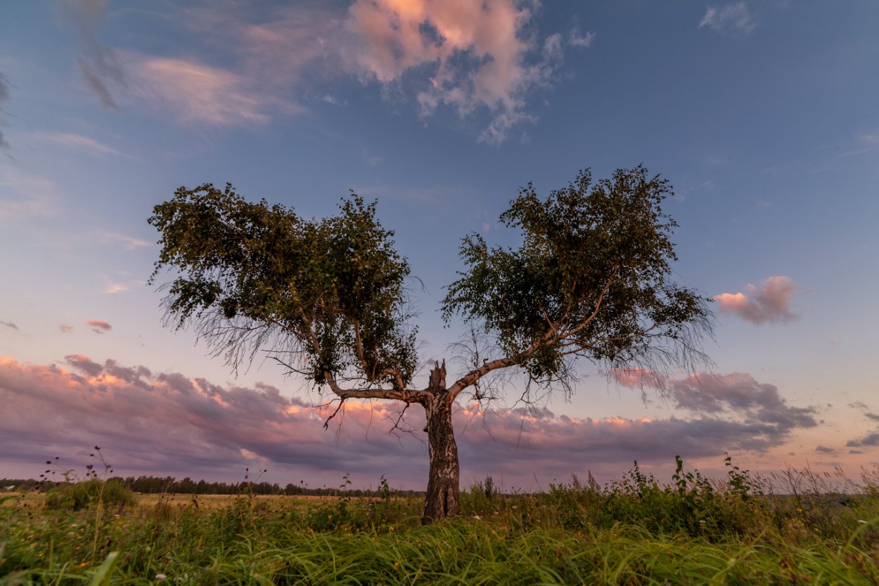 Береза на белом фоне