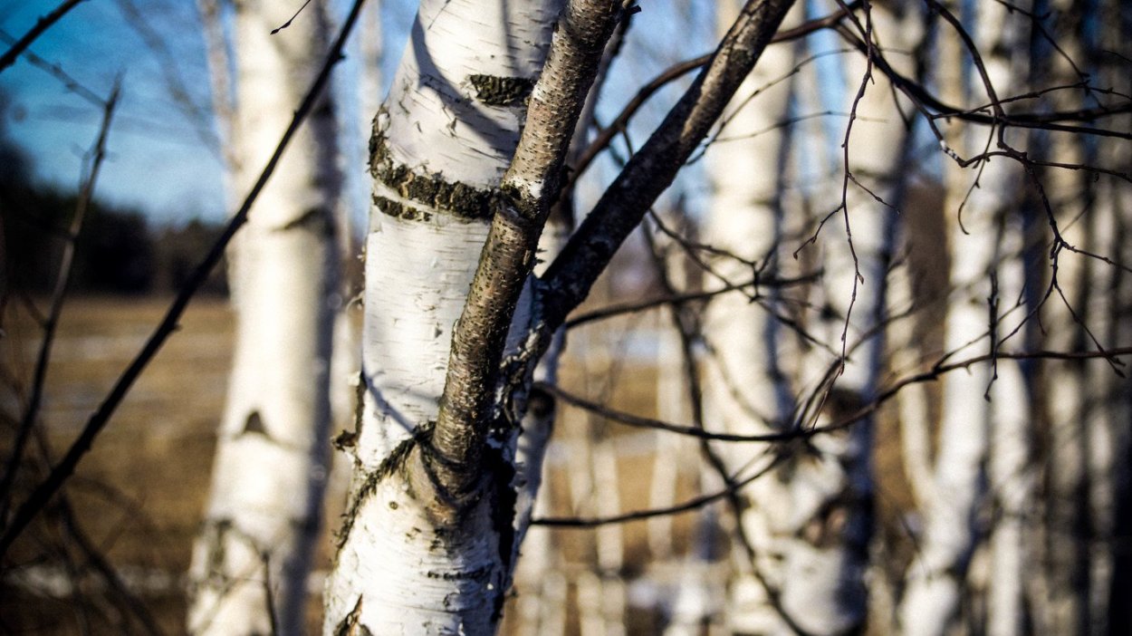 Ветровал береза