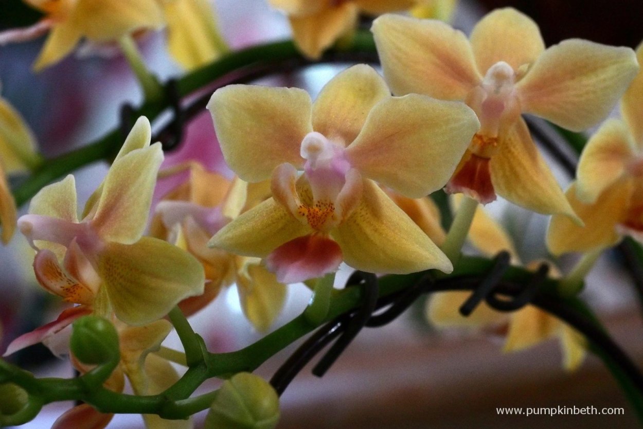 Фаленопсис Sunny smell