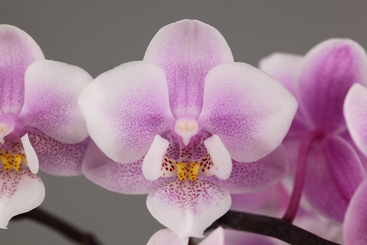 Фаленопсис Пинк герл