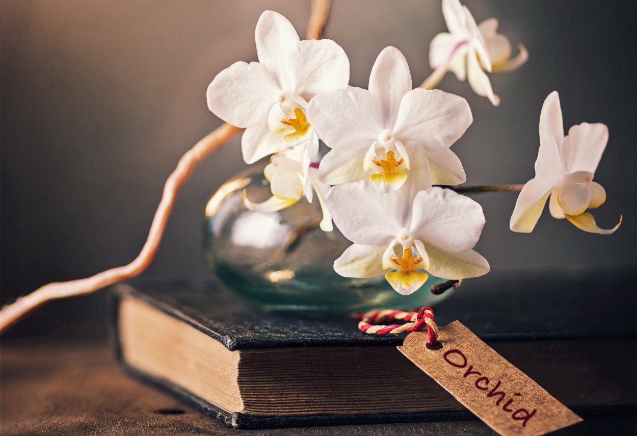 Орхидея белая