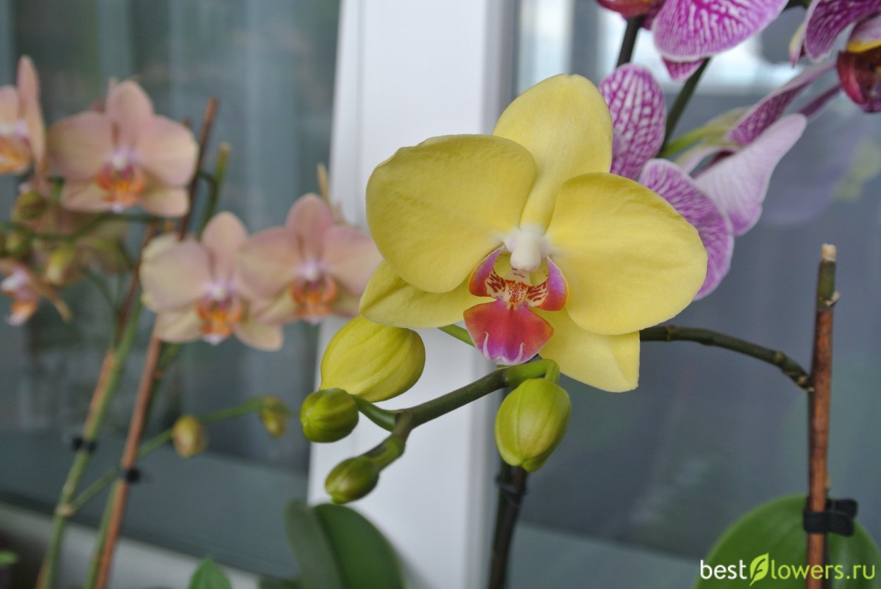 Фаленопсис Geel