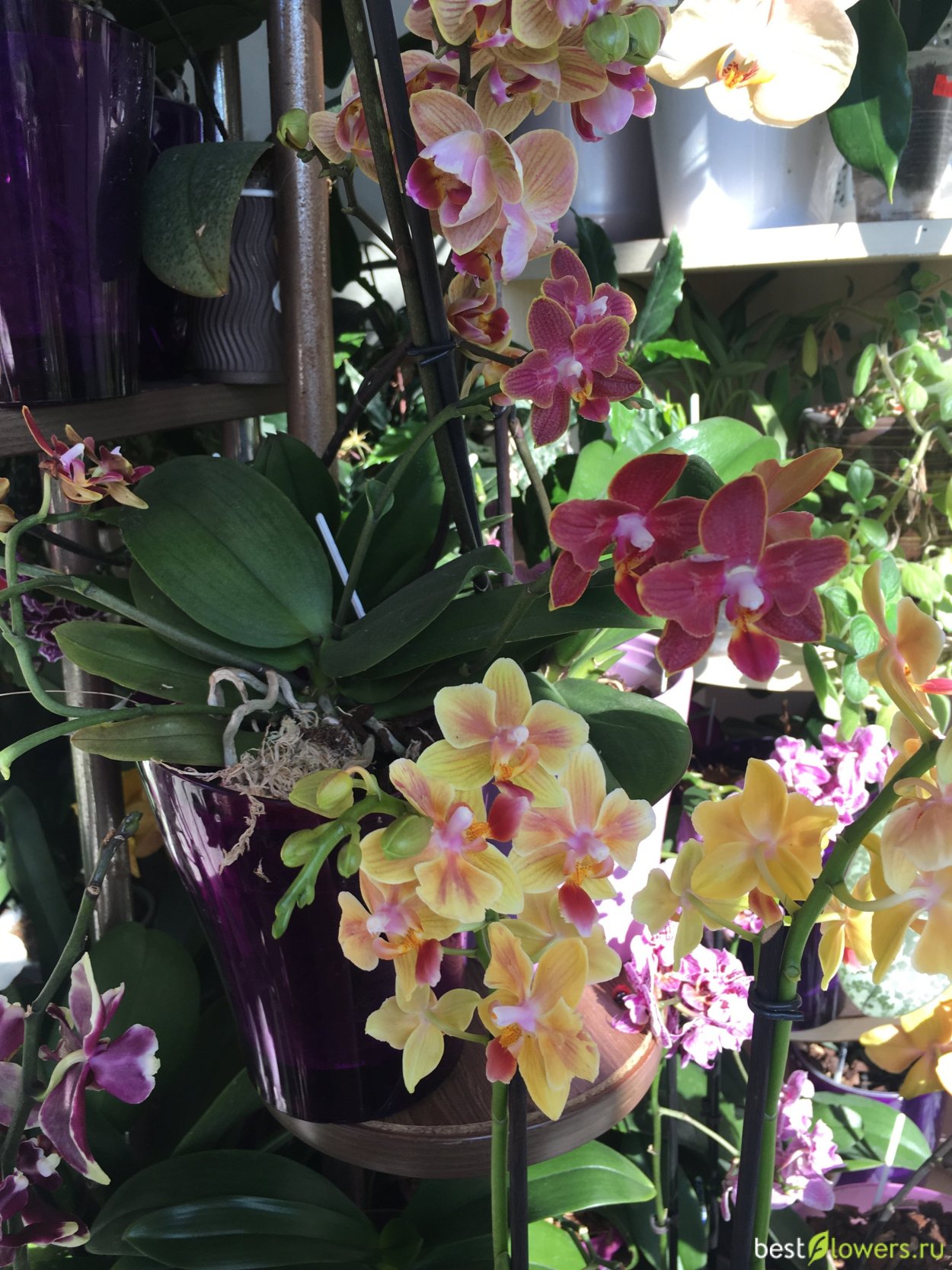 Фаленопсис Санни Банни