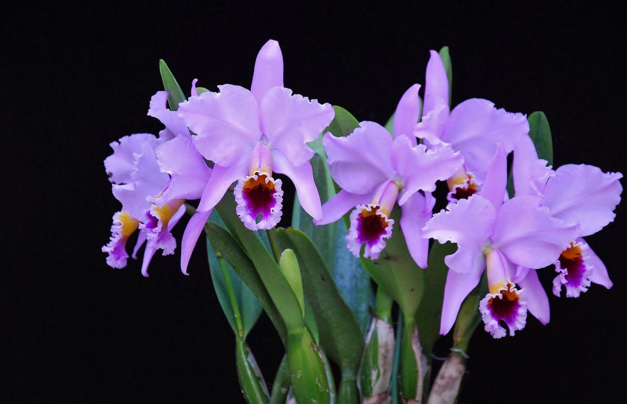 Фаленопсис саммер Бриз