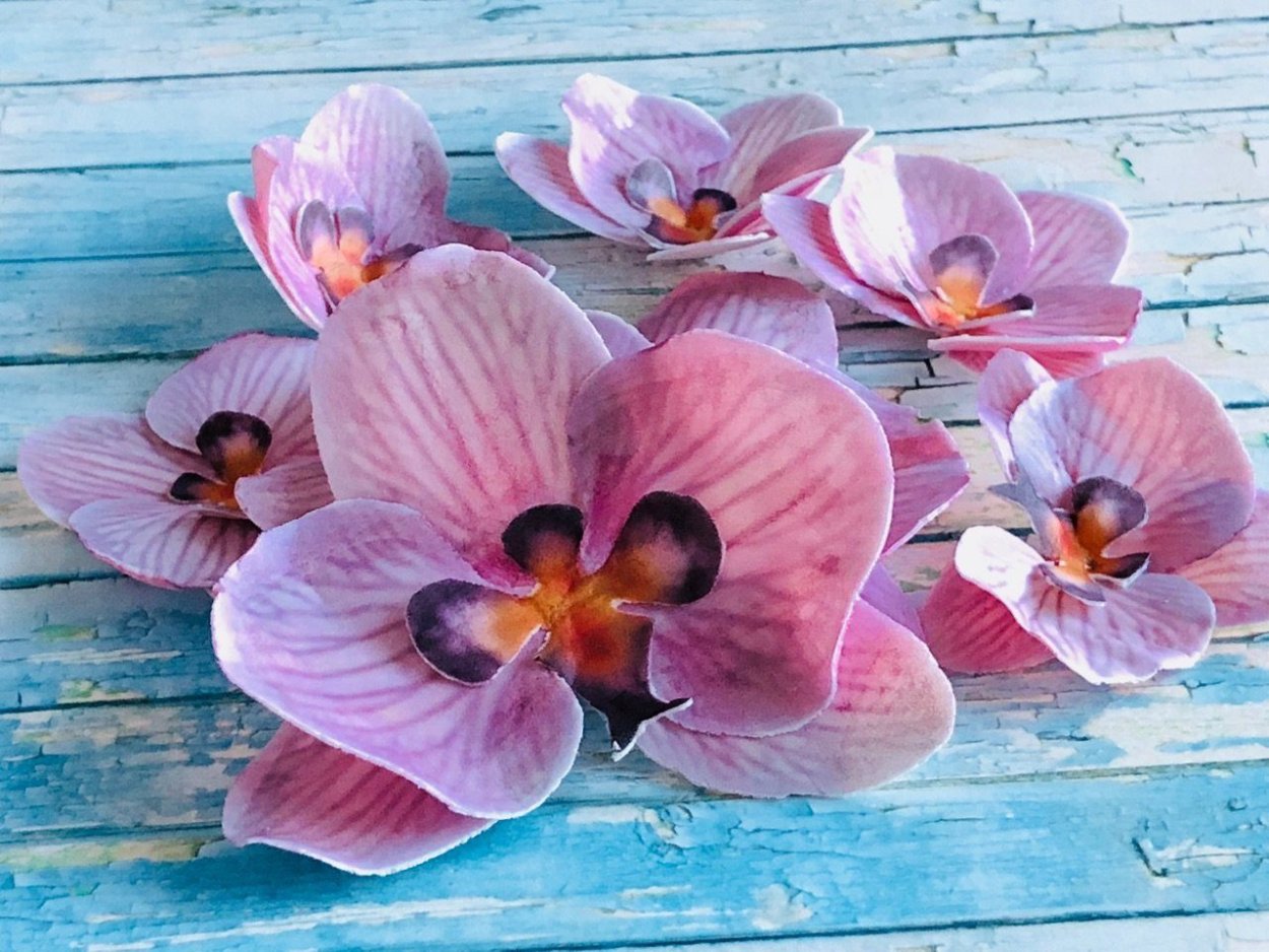 Фаленопсис Кали