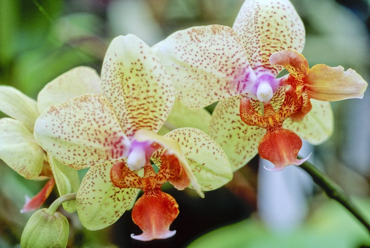 Фаленопсис Сильвия