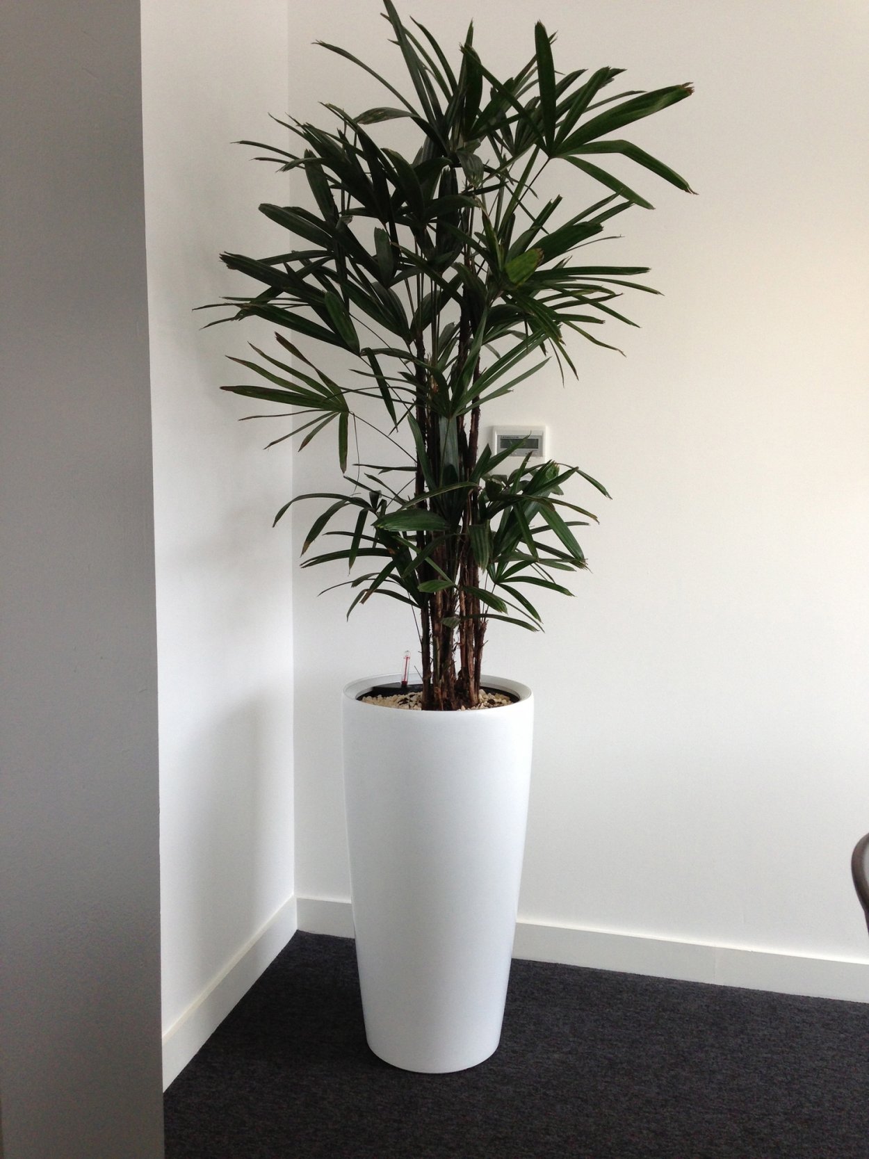 Лёгкий рисунок о Юкка Тайланд