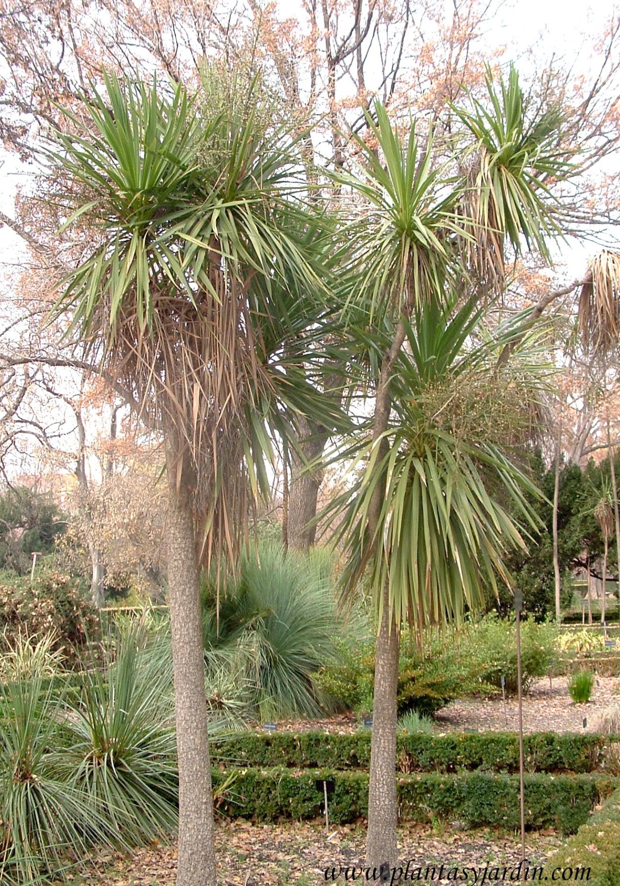 Юкка рострата