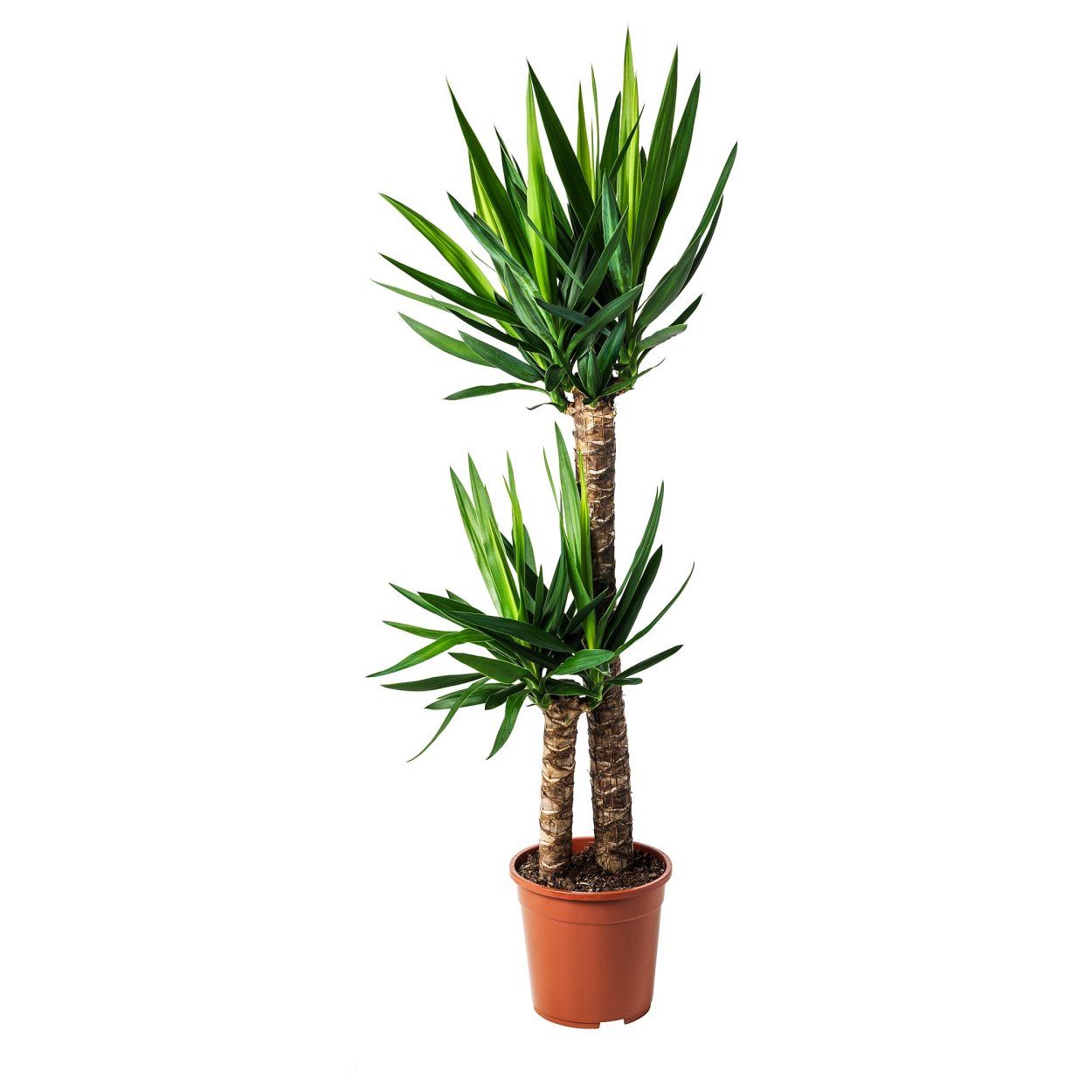 Yucca 3d model
