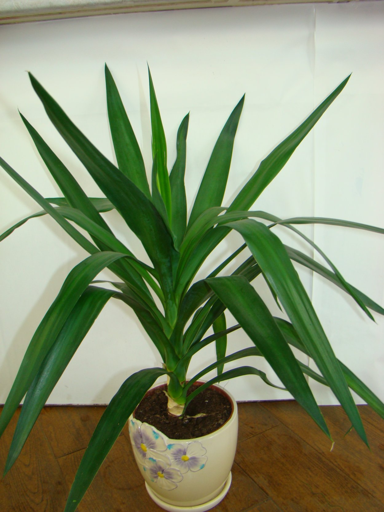 Драцена Арборея