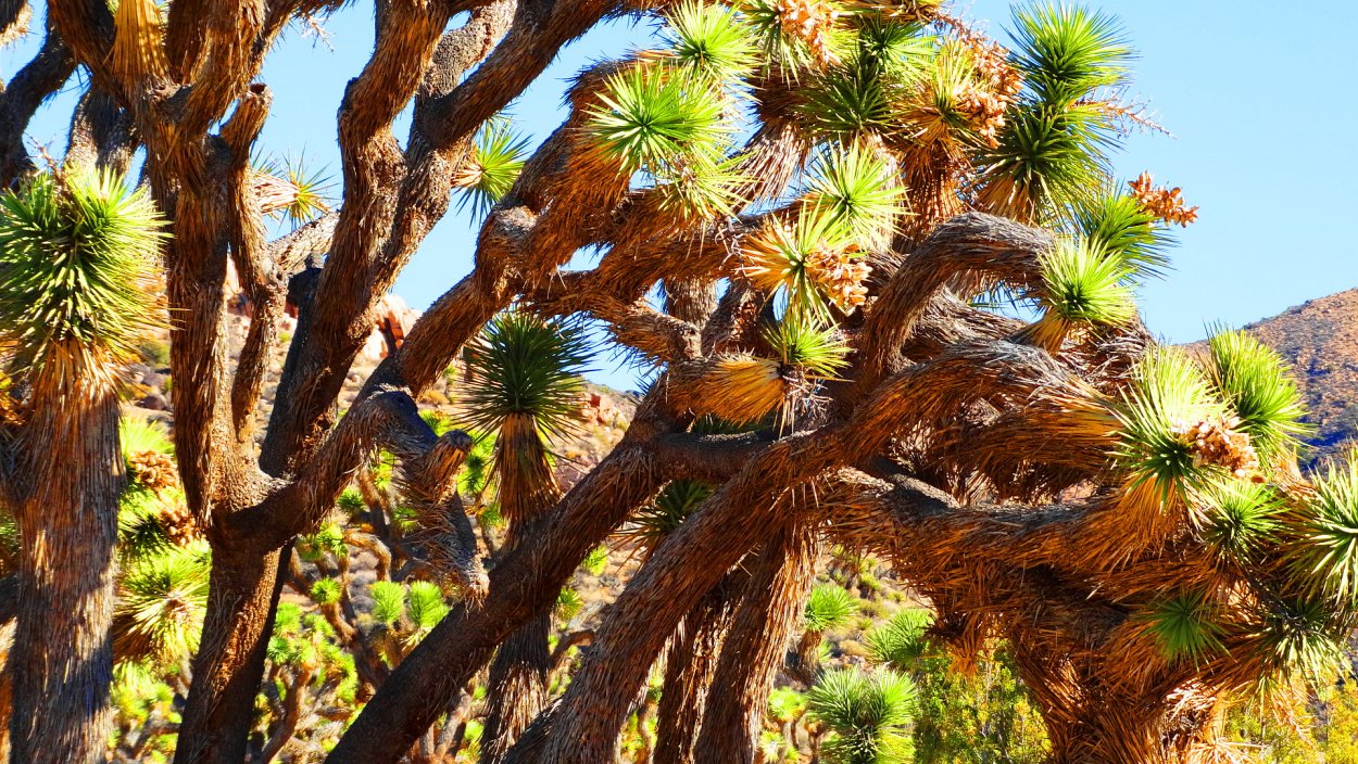 Комнатные растения Пальма Юкка