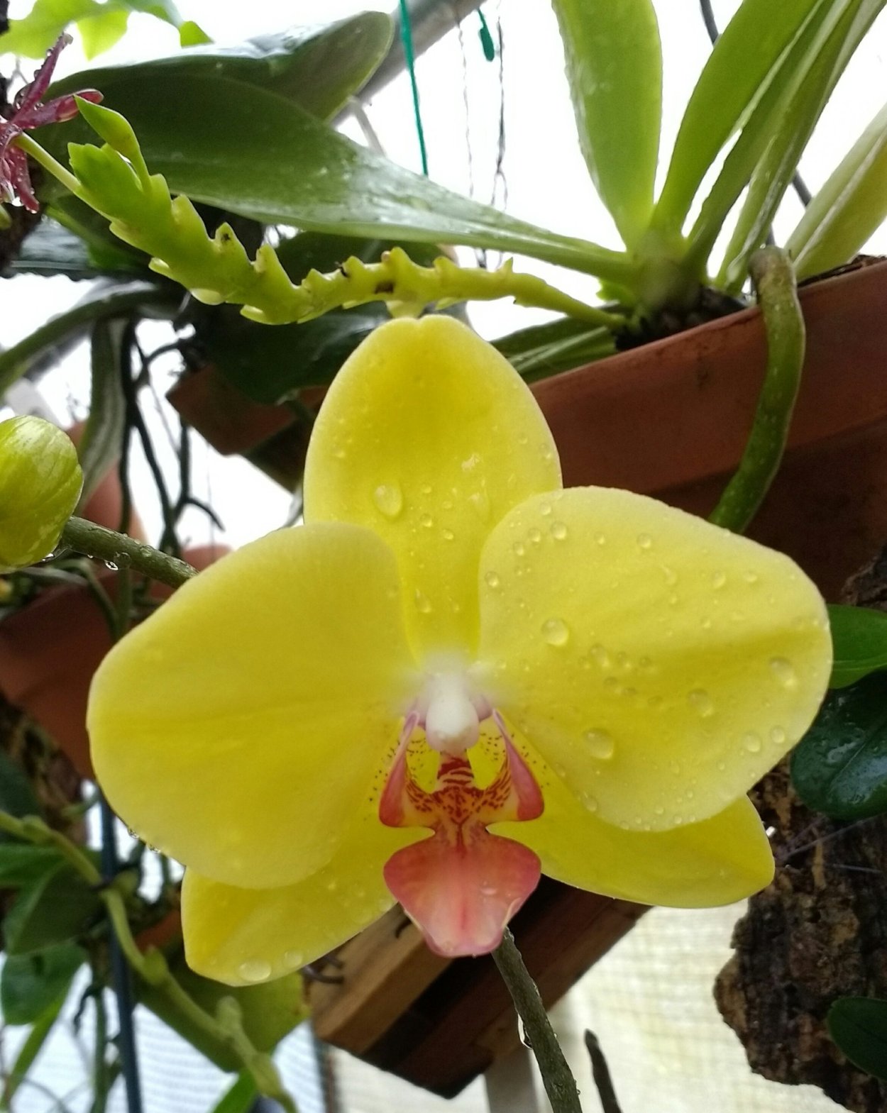 Фаленопсис саммер Бриз