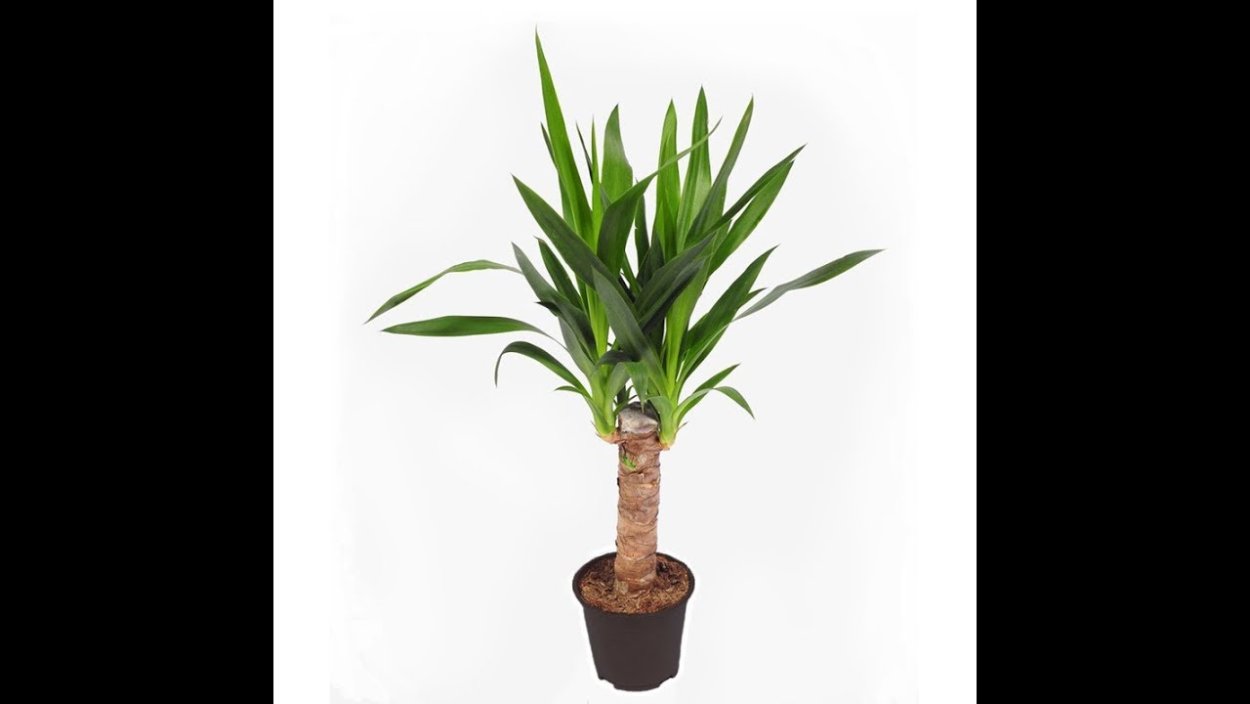 Юкка напольная